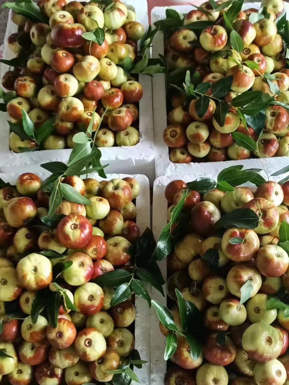 云南高原蟠枣新鲜水果酥脆甜蜜皮薄无渣核冬枣精品果园 2斤 中大果