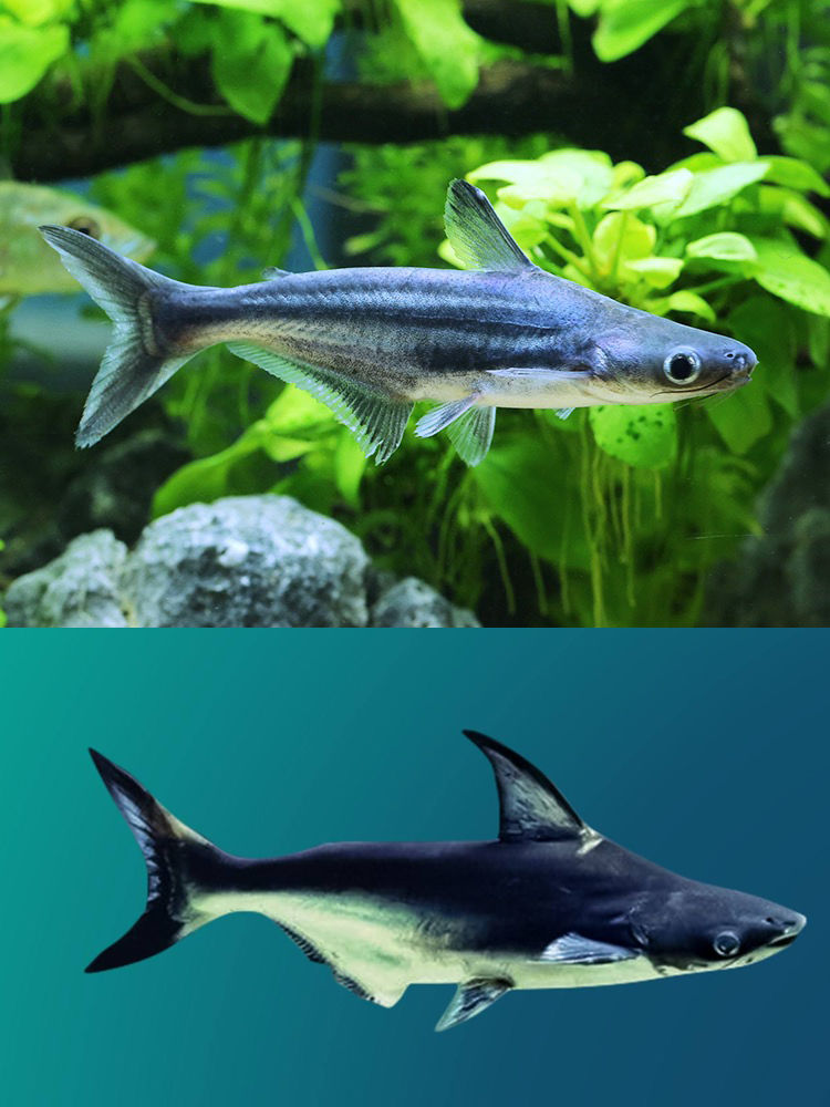 成吉思汗鲨白化虎鲨大白鲨淡水鲨鱼中大型凶猛观赏鱼热带鱼淡水鱼2223