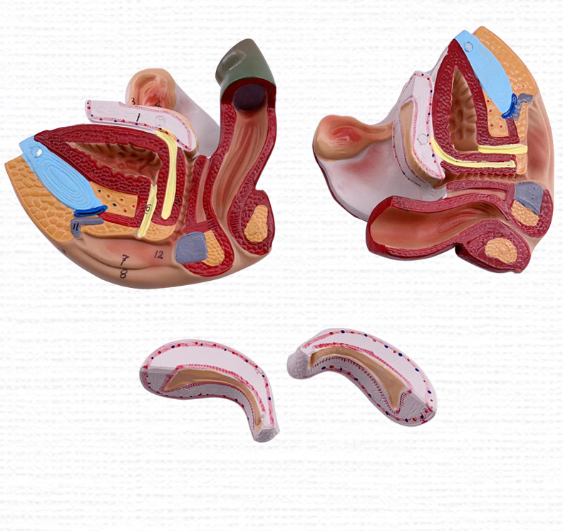 生殖器 睪丸 膀胱 自然大1:1男性男性生殖器層次解剖模型 女性生殖
