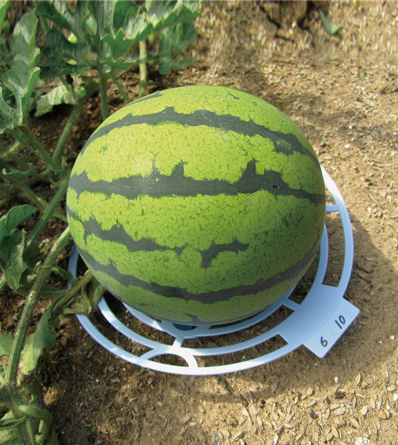 园艺种瓜用品蜜瓜支撑西瓜垫瓜拖南瓜托盘果实垫底托植物种植架s 直径