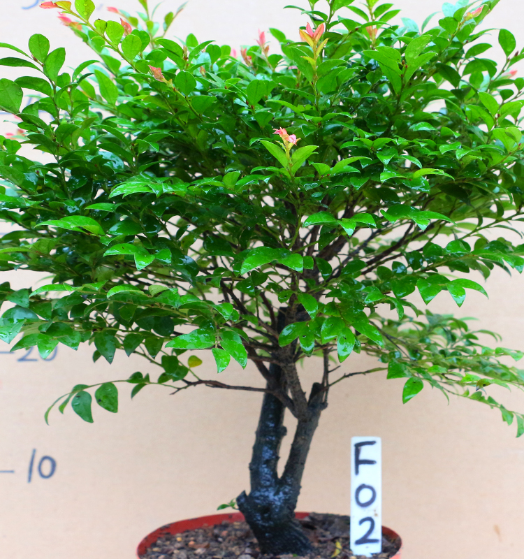 盆景室内阳台黑骨香盆栽老桩四季常青植物除甲醛净化空气 醛净化空气