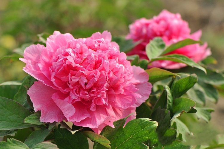 3棵洛阳牡丹花苗盆栽花卉观花植物室内花庭院阳台四季开花 魏紫【3颗