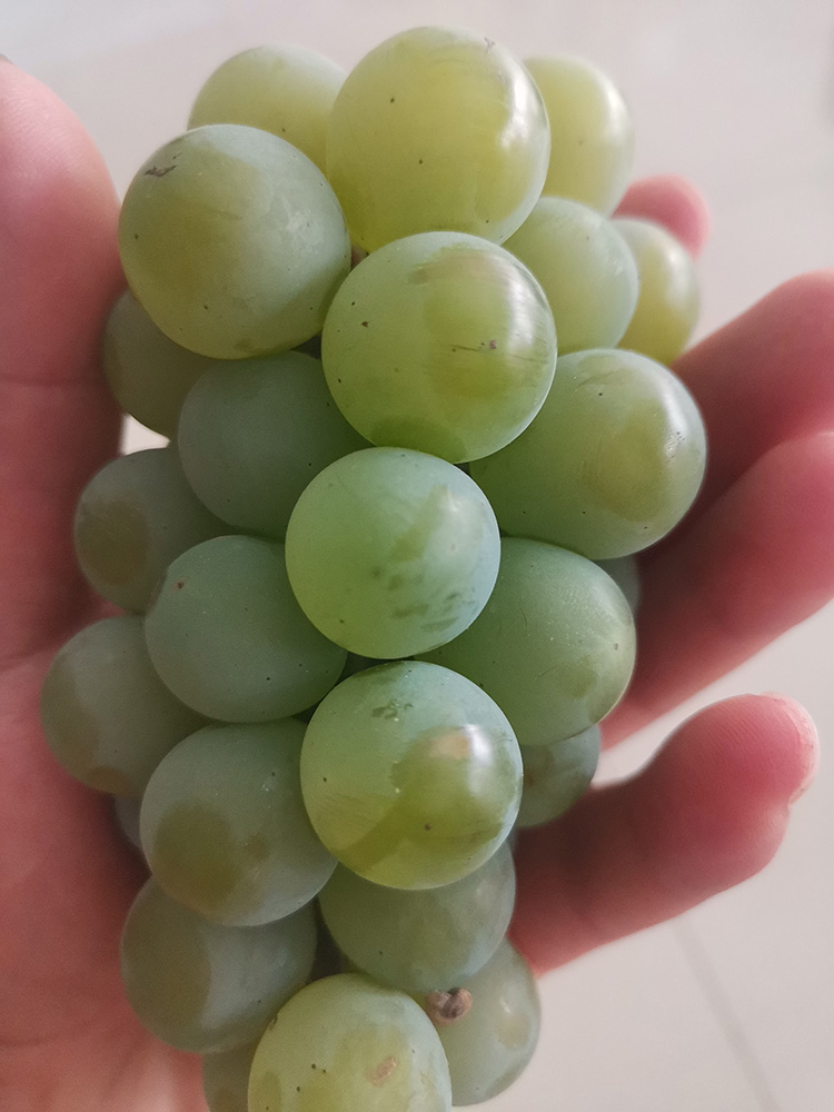 贵州水晶葡萄新鲜水果绿葡萄当季青葡萄5斤顺丰 2500g【图片 价格