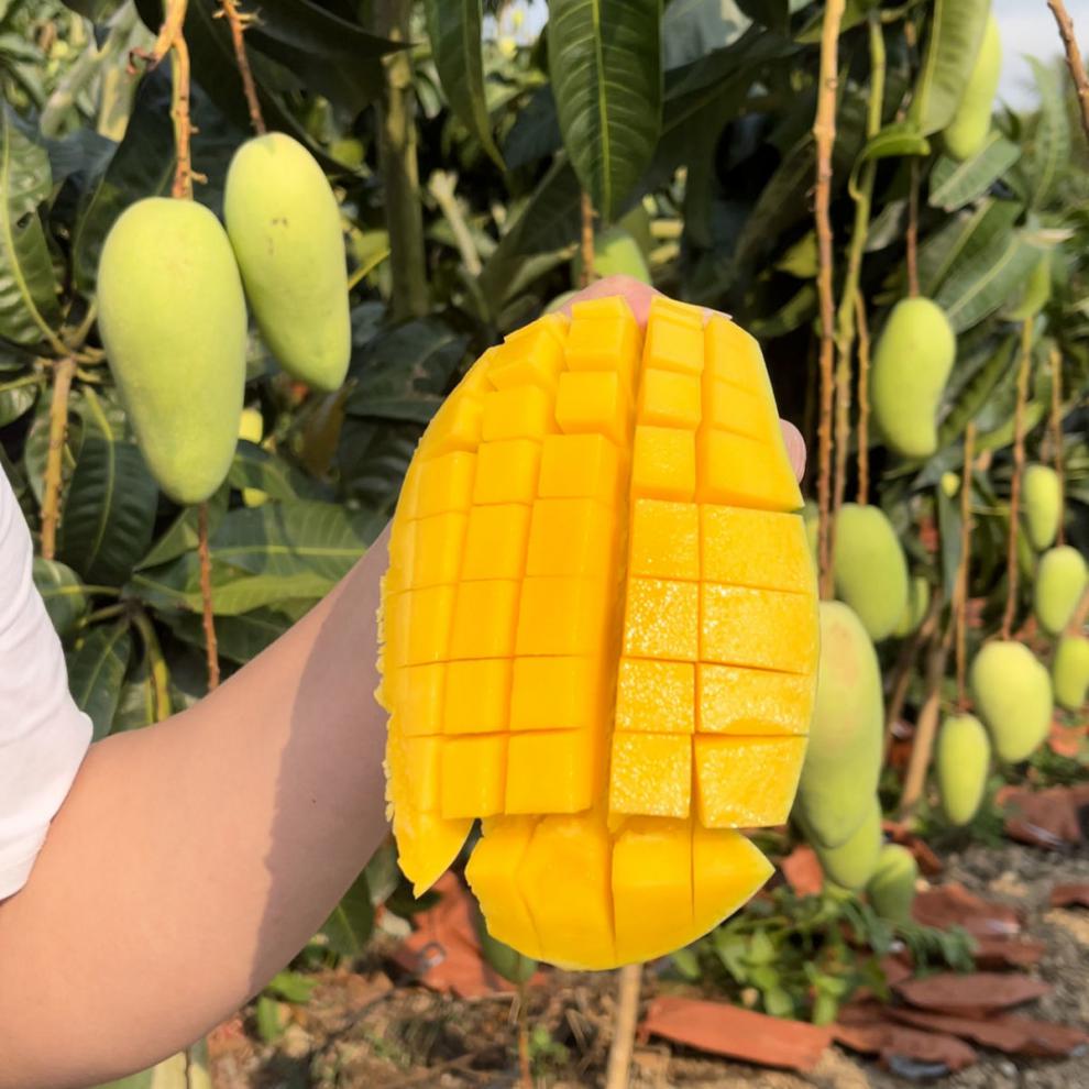 jd顺丰直达海南金煌芒海南金大金煌芒果产地直发当季应季孕妇水果送人