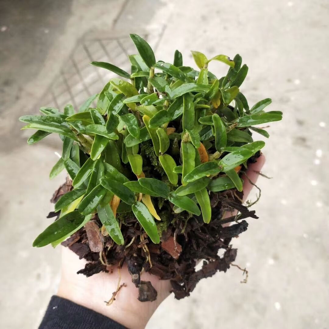 正宗霍山米斛苗霍山石斛石斛盆栽矮胖品种鲜条枫斗原产地发货批发沁溪