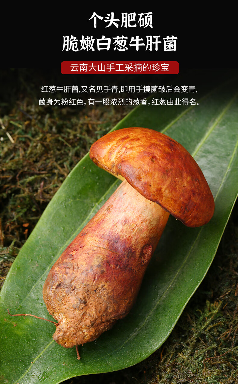 【现货】新鲜野生红葱菌见手青500g 云南当季时令牛肝菌蘑菇顺丰 红葱