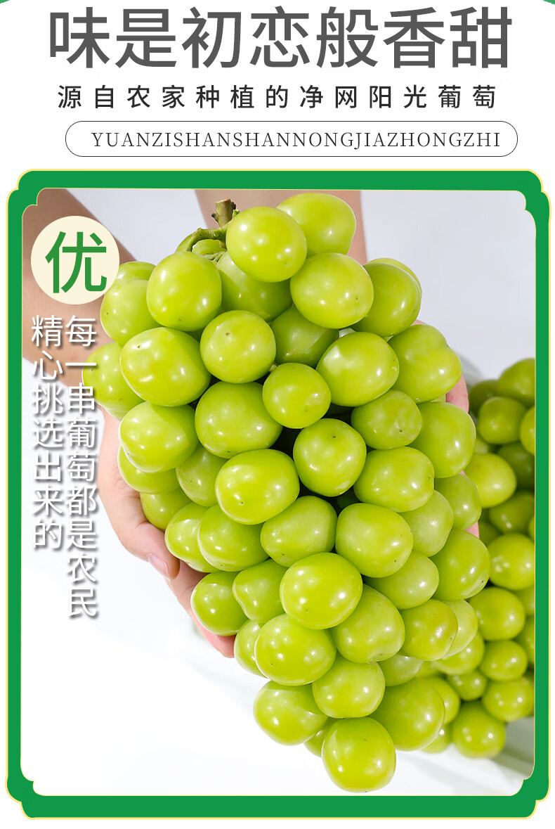 阳光玫瑰单果晴王无籽香印青提子葡萄重约8 当季新鲜水果礼盒装 礼盒