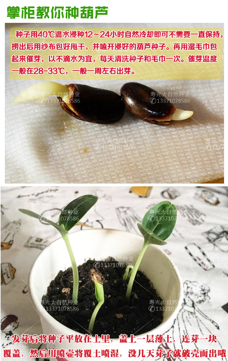 手捻葫芦种子巨型葫芦种籽亚葫芦籽观赏文玩阳台盆栽庭院爬藤四季 手