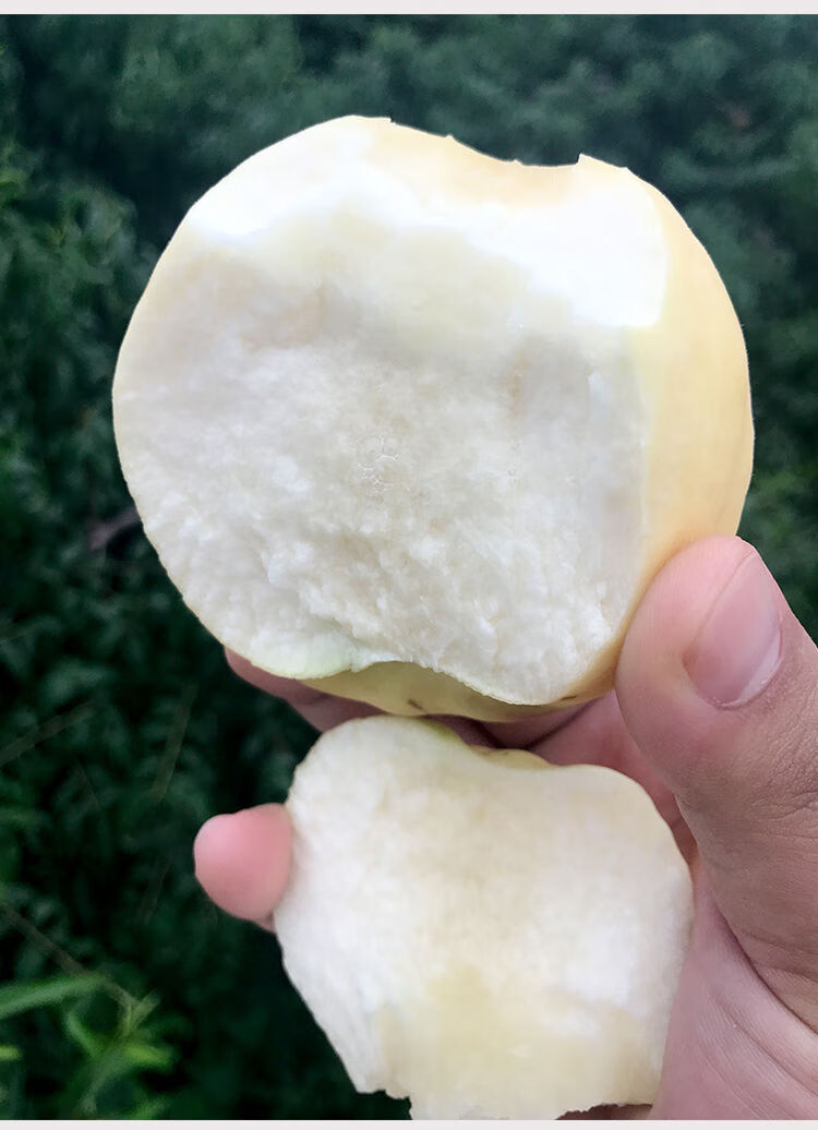 早告白 正宗蒙阴大白桃9斤山东新鲜桃子当季水果冬桃水蜜桃脆甜5斤 5