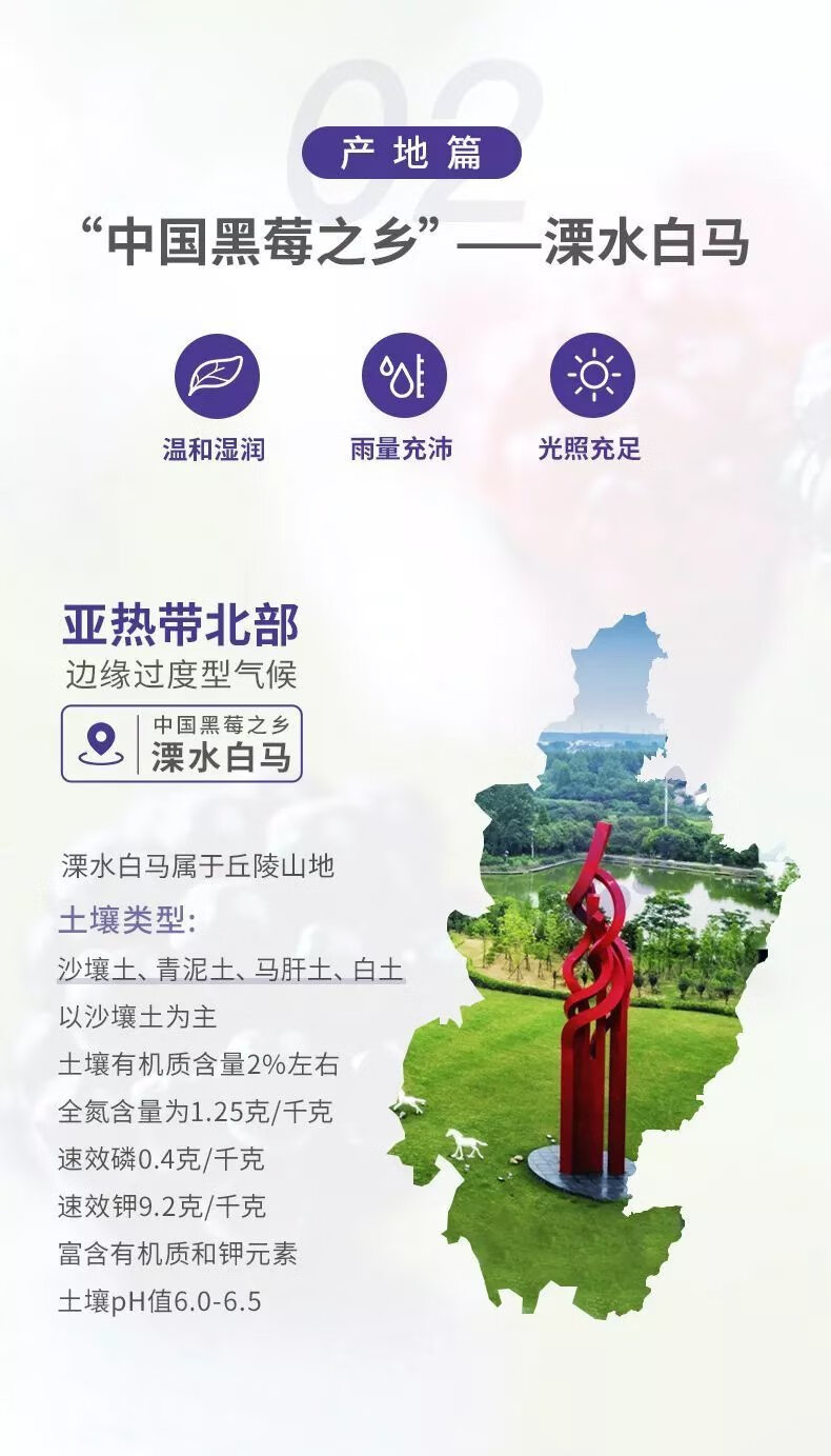 黑莓汁黑莓原液黑莓原浆零添加买五盒送一盒 三瓶试喝装【图片 价格