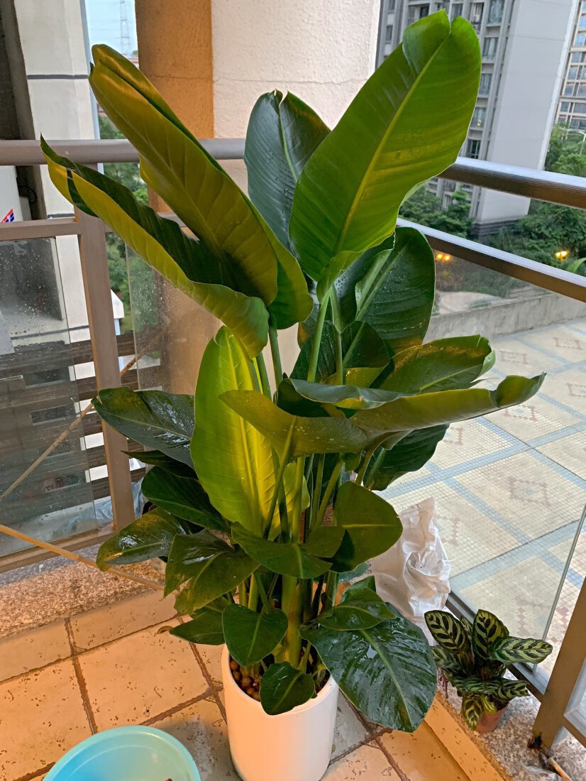 网红天堂鸟鹤望兰尼古拉大型花卉绿植盆栽客厅净化空气广州基地发 1.