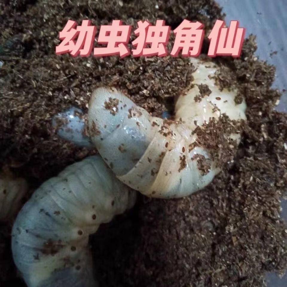 独角星虫图片