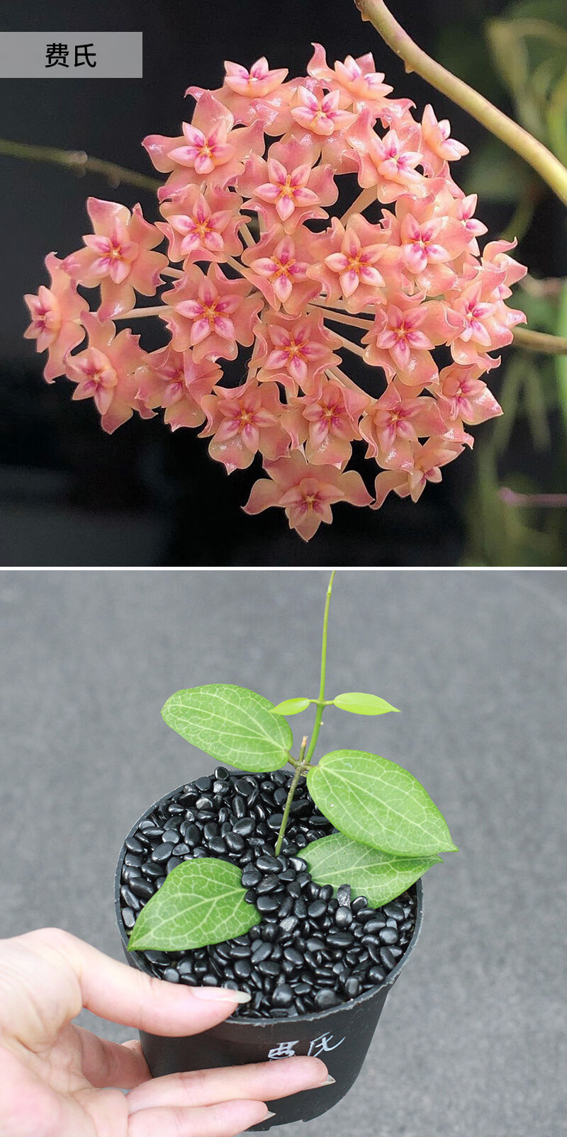 叠勖 植物员外 球兰集合 红巴顿黑巴顿火红羊脂垂吊攀援爬藤花卉盆栽