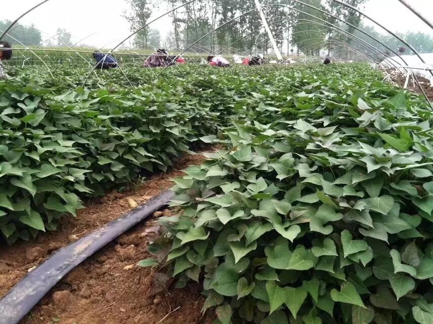 合元景合元景 紫薯種子苗山芋苗 苗 高產紫薯苗地瓜秧種子頭茬番薯苗