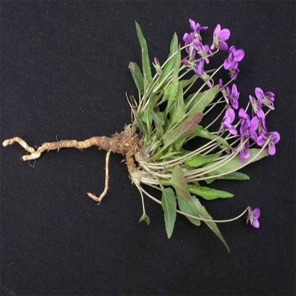 北京同仁堂原料云南野生中药材地丁 紫花地丁 苦地丁茶 新鲜干货 怡美