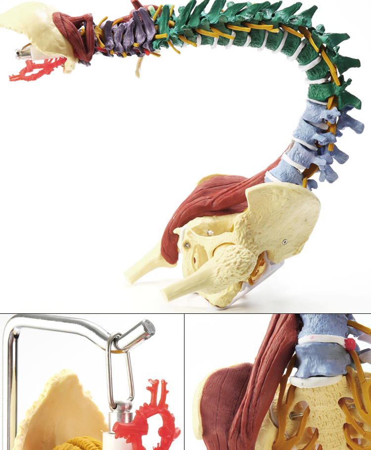 人體骨架腰椎1:1仿真脊柱解剖可彎曲 醫學神經骨骼教學脊椎骨模型