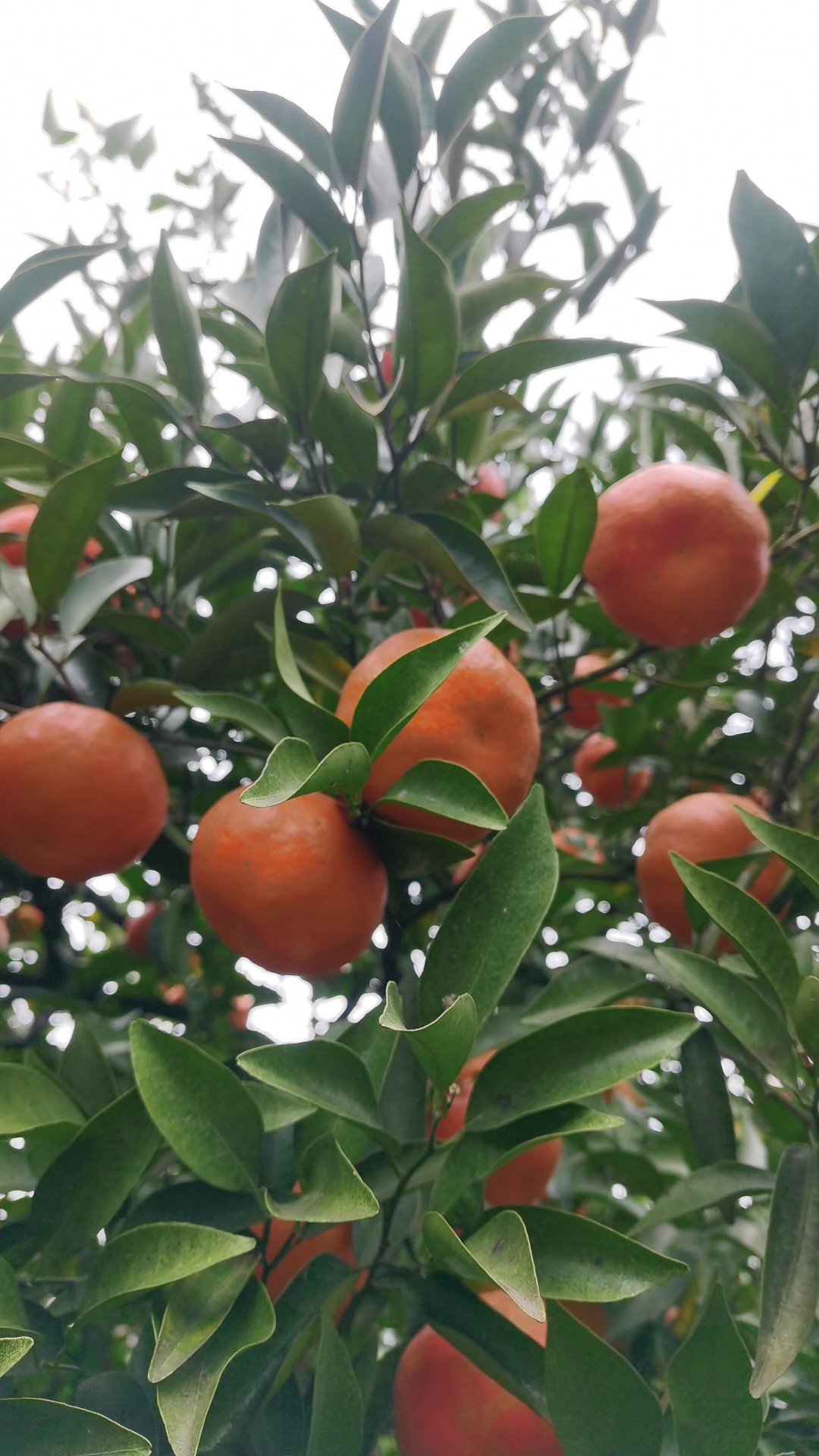 四川老树红橘陈皮大红袍川橘正宗橘皮农家晒干风干农产品土特产 500g