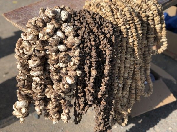 新疆那拉提巴音布鲁克景区钉子干蘑菇干丁子蘑菇菌干牧民 草原景区干