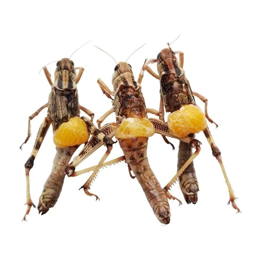 新鲜蚂蚱去翅纯母蝗虫带满籽东亚飞蝗活体冷冻蚱蜢昆虫母蚂蚱蝗虫公母