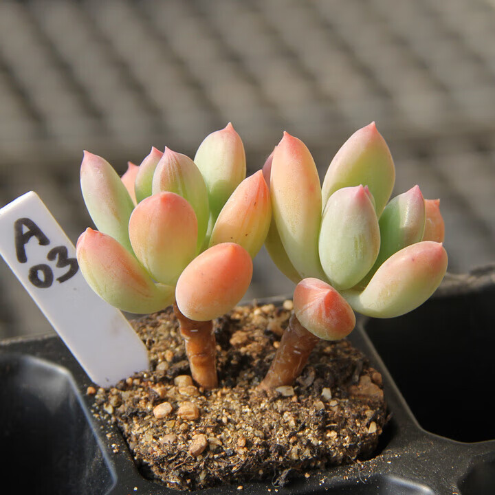 满百青星美人小老桩东北开挂区大棚控养多肉植物一物一拍 d974 裸根不