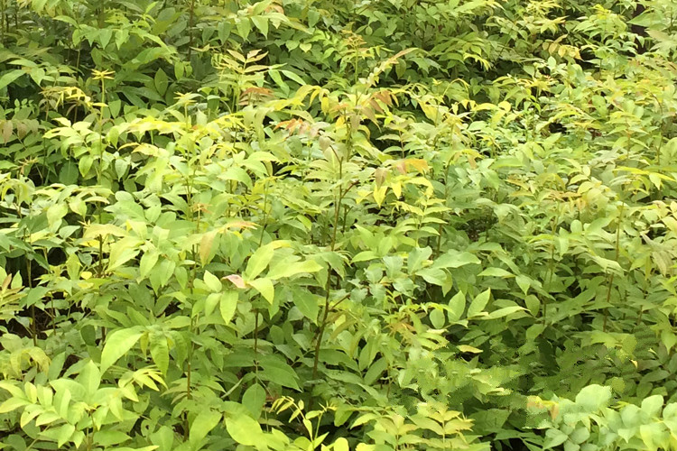 现货 京东云仓发货 青钱柳树苗 金钱柳摇钱树健康树青钱柳 青钱柳苗