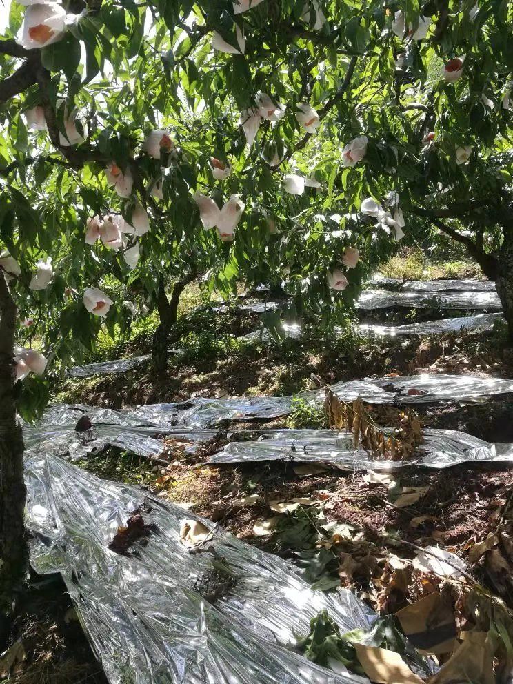 农牧用膜 果树反光膜农用苹果葡萄桃树补光膜农用温室大棚薄膜 1.
