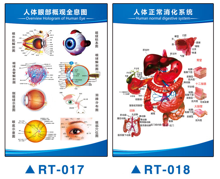 思裕人體解剖圖結構示意圖內臟器官喉部解剖圖醫院耳鼻喉解剖圖掛圖rt