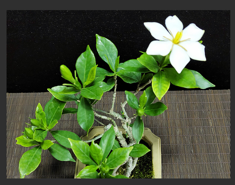 10056217560609商品名称:[优选]小叶栀子花盆栽 日本金边花叶栀子花