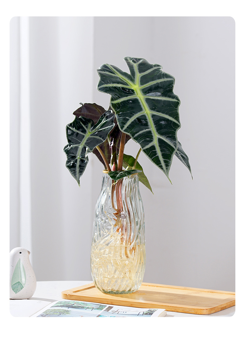 大仙女海芋观叶植物竹芋盆栽办公室绿植室内好养网红花卉非洲面具 小