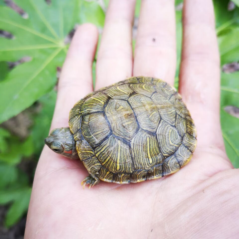 乌龟活物大巴西龟活体宠物龟长寿观赏龟绿色小彩龟水龟活物红耳龟23
