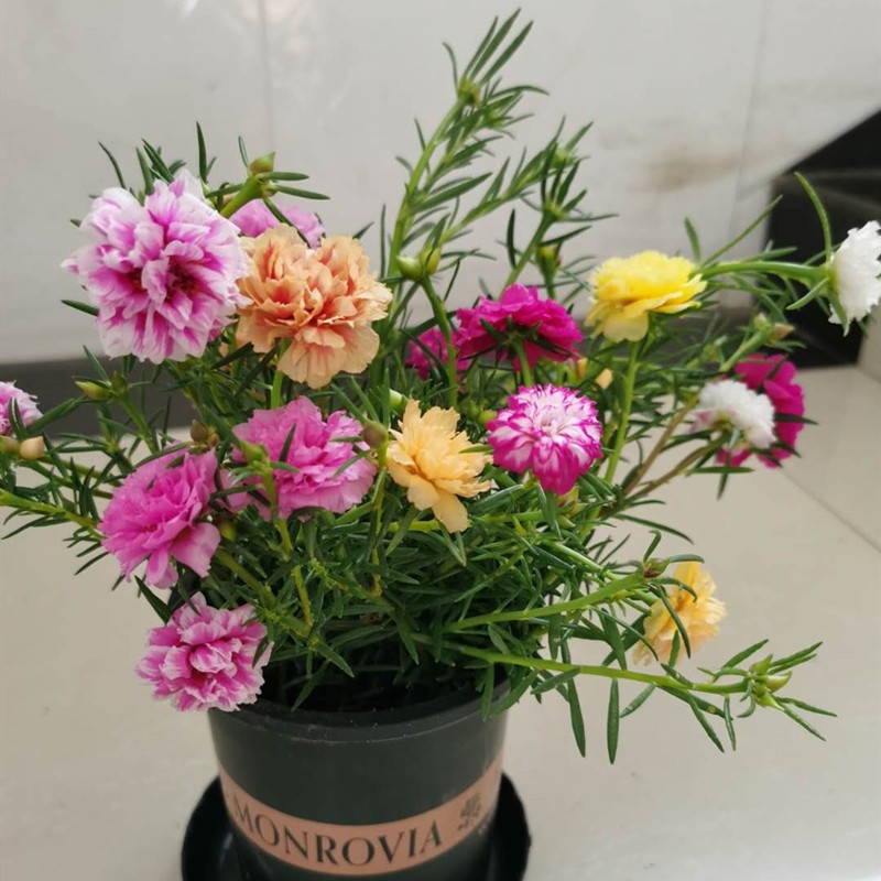 牵挂太阳花盆栽太阳花室内外盆栽阳台花卉植物太阳花重瓣多花色四季