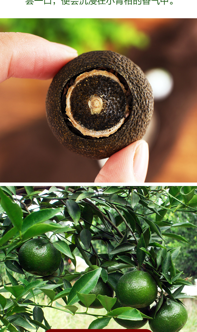 新会天马村新鲜小青柑 新会茶枝柑鲜果青果 新会陈皮柑普茶原料 圈枝