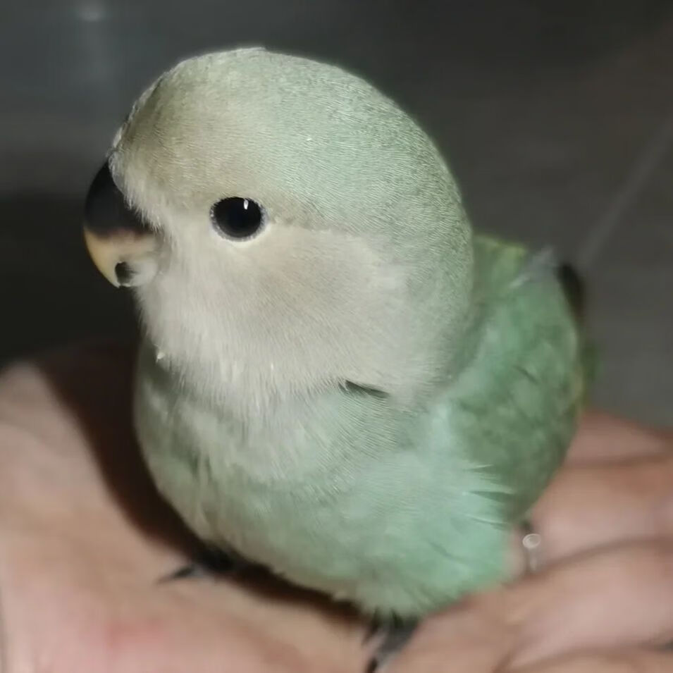 绿桃雏鸟蓝腰蓝银紫罗兰半毛小鸟宠物鸟一对手养亲人oloey 绿金顶1只