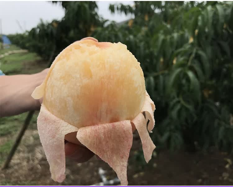 礼盒装正宗无锡新鲜水果白凤桃子整箱6两左右顺丰甜 2400g 【预售顺丰