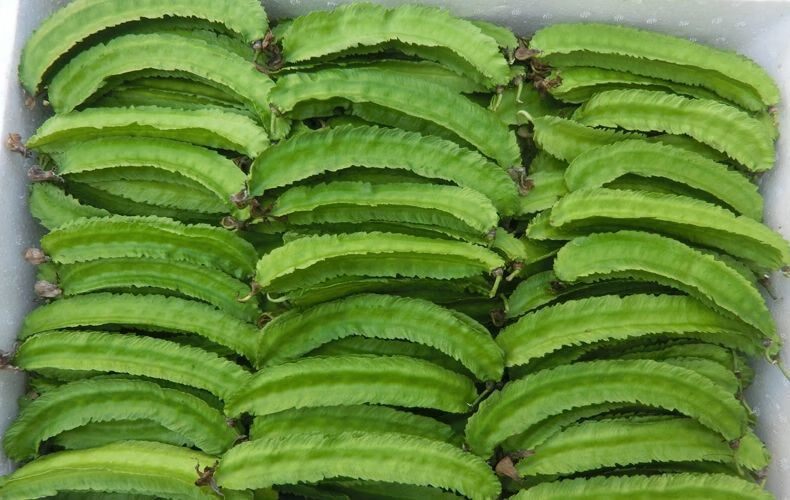 晨臻 海南四角豆新鲜四棱豆现摘鲜嫩食用蔬菜龙角豆三亚特产半斤 手工