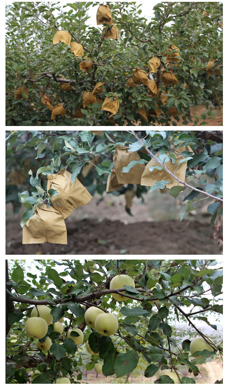 枇杷套袋专用袋梨袋桃袋芒果柑橘脐橙柚子套袋猕猴桃苹果水果套袋 300