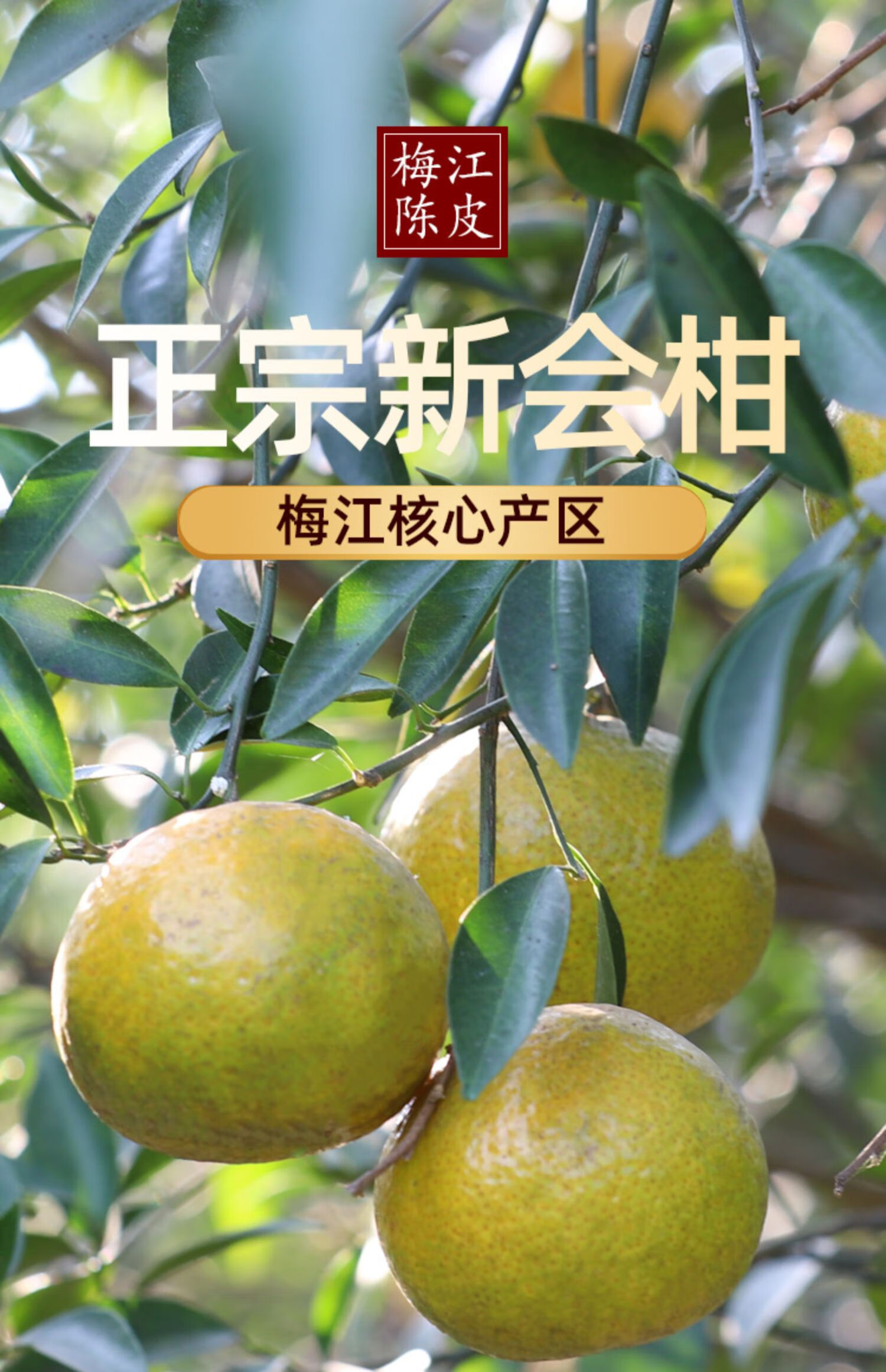 2021年新鲜新会陈皮茶枝柑圈枝青皮大红柑鲜果 天马梅江正宗特产 梅江