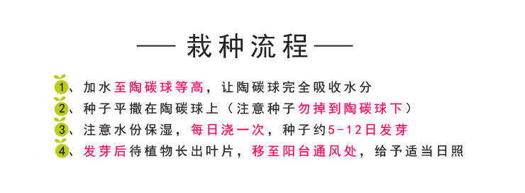 可爱小盆栽微景观植物花盆创意负离子桌面办公室水培 追云草 含盆