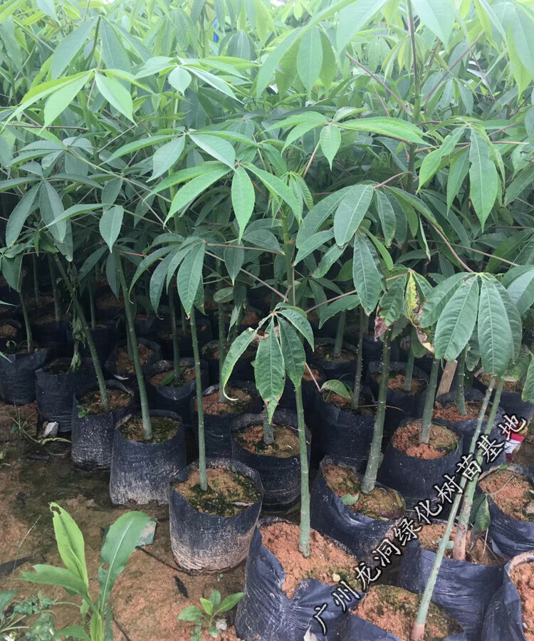 花姬美丽木棉苗观花树种行道树木棉花庭院公园小区绿化开花植物美丽