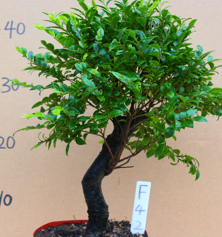 盆景室内阳台黑骨香盆栽老桩四季常青植物除甲醛净化空气 醛净化空气