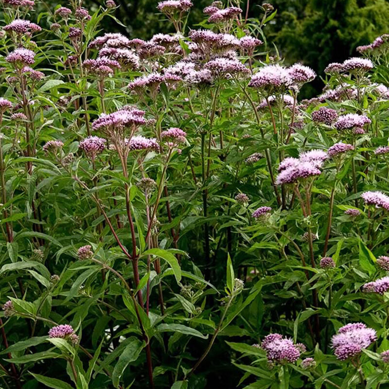 叶泽兰叶佩兰盆栽花苗多年生宿根植物阳台庭院花镜泽兰2加仑带盆栽好