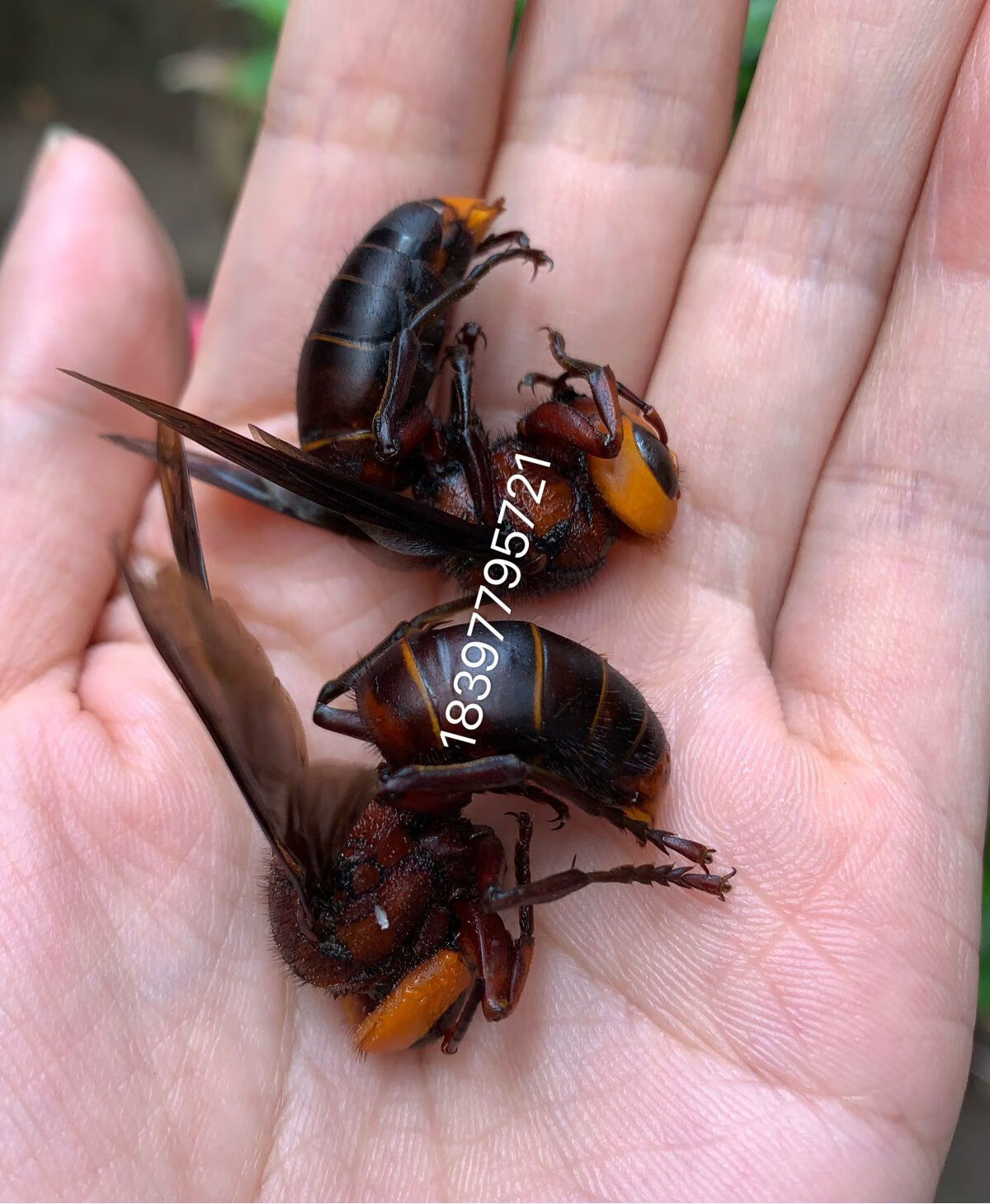 大紅頭虎頭蜂活蜂現泡現發馬蜂泡酒胡蜂將軍地龍蜂黑蜂土蜂100只沁溪