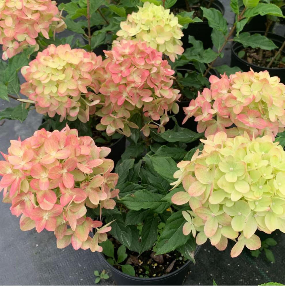 圆锥绣球香草草莓耐晒石灰灯夏日美人北极熊活力青柠花苗盆栽花卉 活