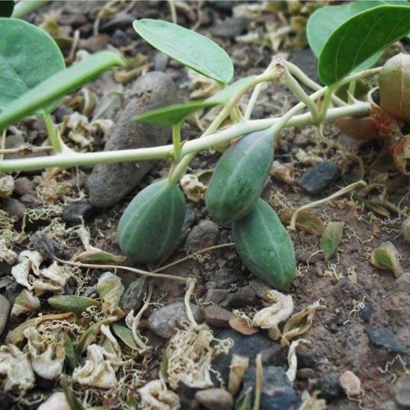 新疆特 产野西瓜小西瓜中药材泡酒料 500克1斤【图片 价格 品牌 报价