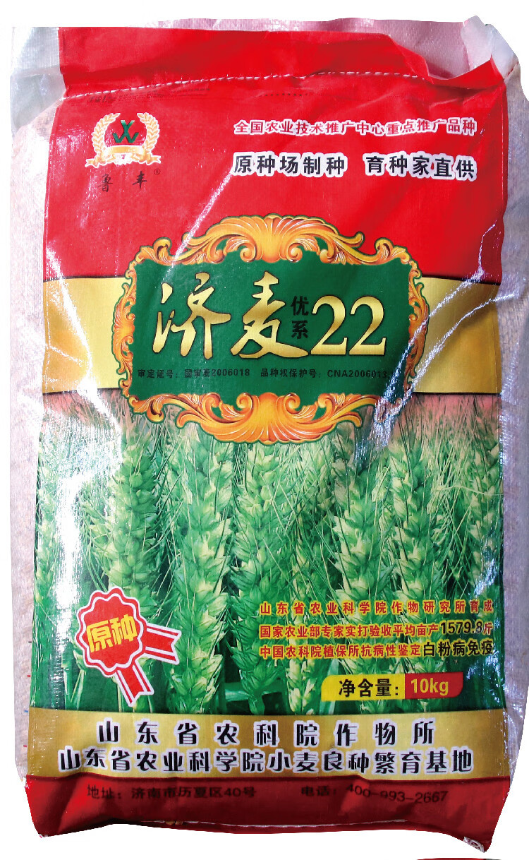 强筋冬小麦种子高产乐土小麦济麦22小麦种子矮秆抗倒大穗原种 济麦22