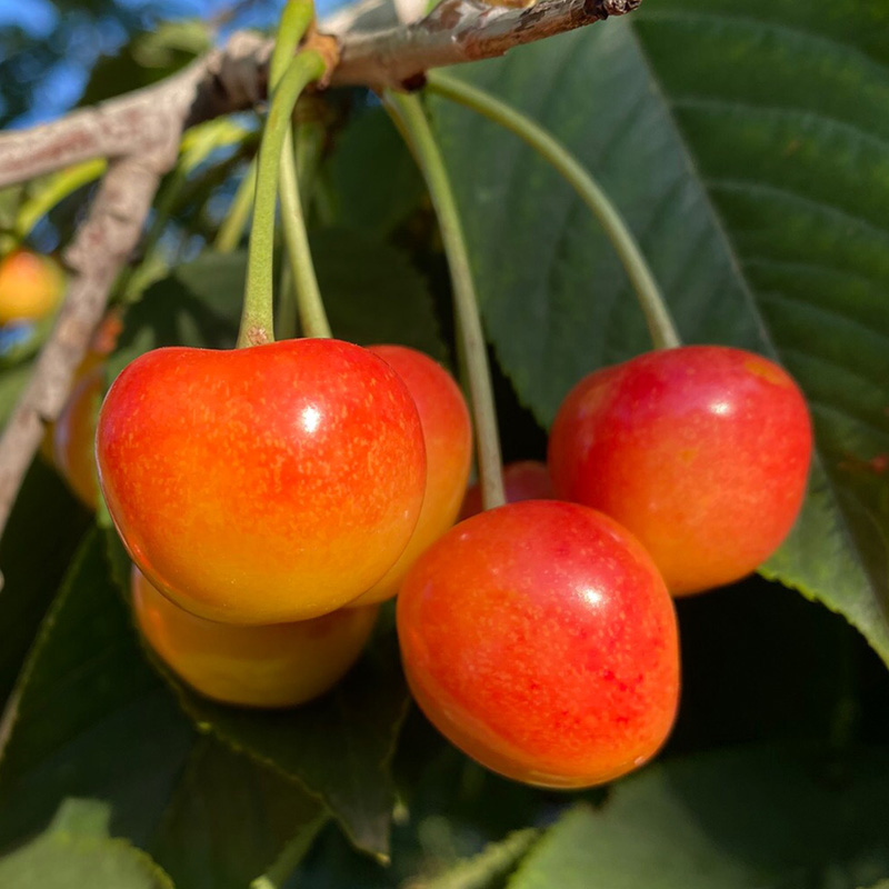 顺丰空运黄金车厘子大连樱桃雷尼尔黄樱桃国产车厘子jjjj车里子新鲜