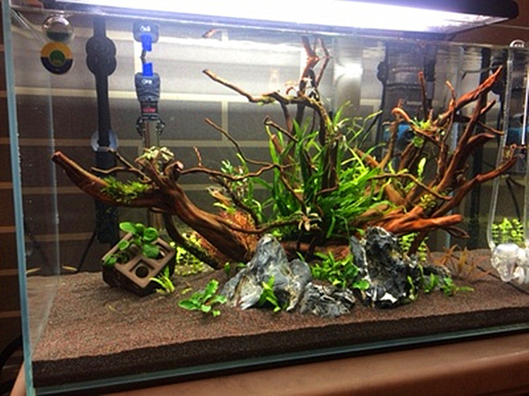 热带雨林沙鼠鱼沙鱼缸造景底砂石榴砂七彩雷龙底砂化妆沙南美缸沙