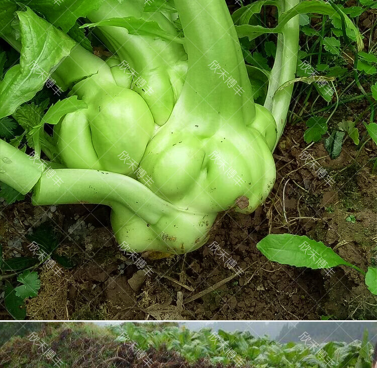 榨菜種子四川榨菜大頭菜籽北方南方秋季四季播特大青菜頭蔬菜種孑北方