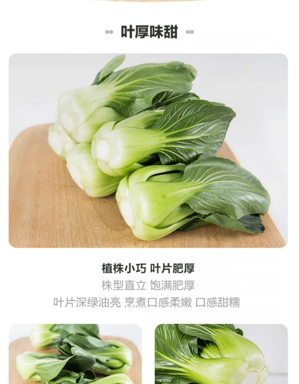 2021年宁夏头茬上海青苗 青菜仔矮脚菜软糯可口不好吃包退 尝鲜一斤装