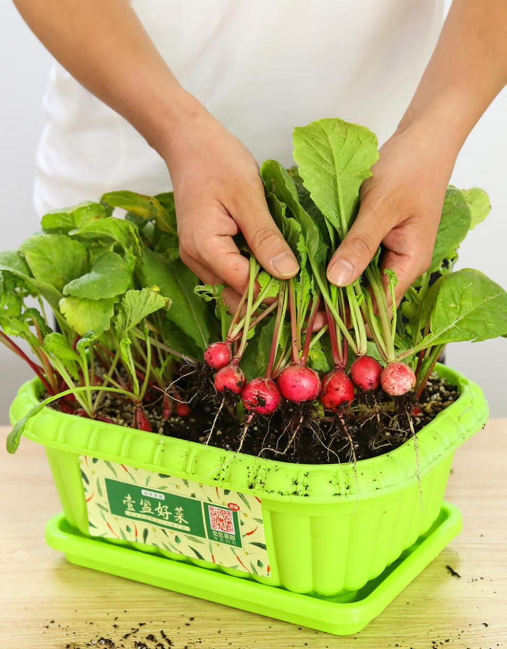 土培蔬菜籽种菜盆栽香菜芹菜冰菜油菜儿童幼儿园 胡萝卜1包】 加仑盆2